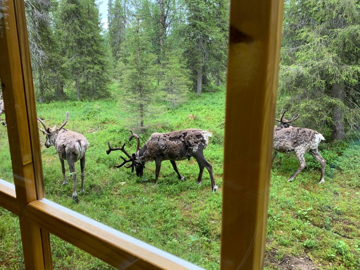 Logwood Chalet Luosto Dış mekan fotoğraf