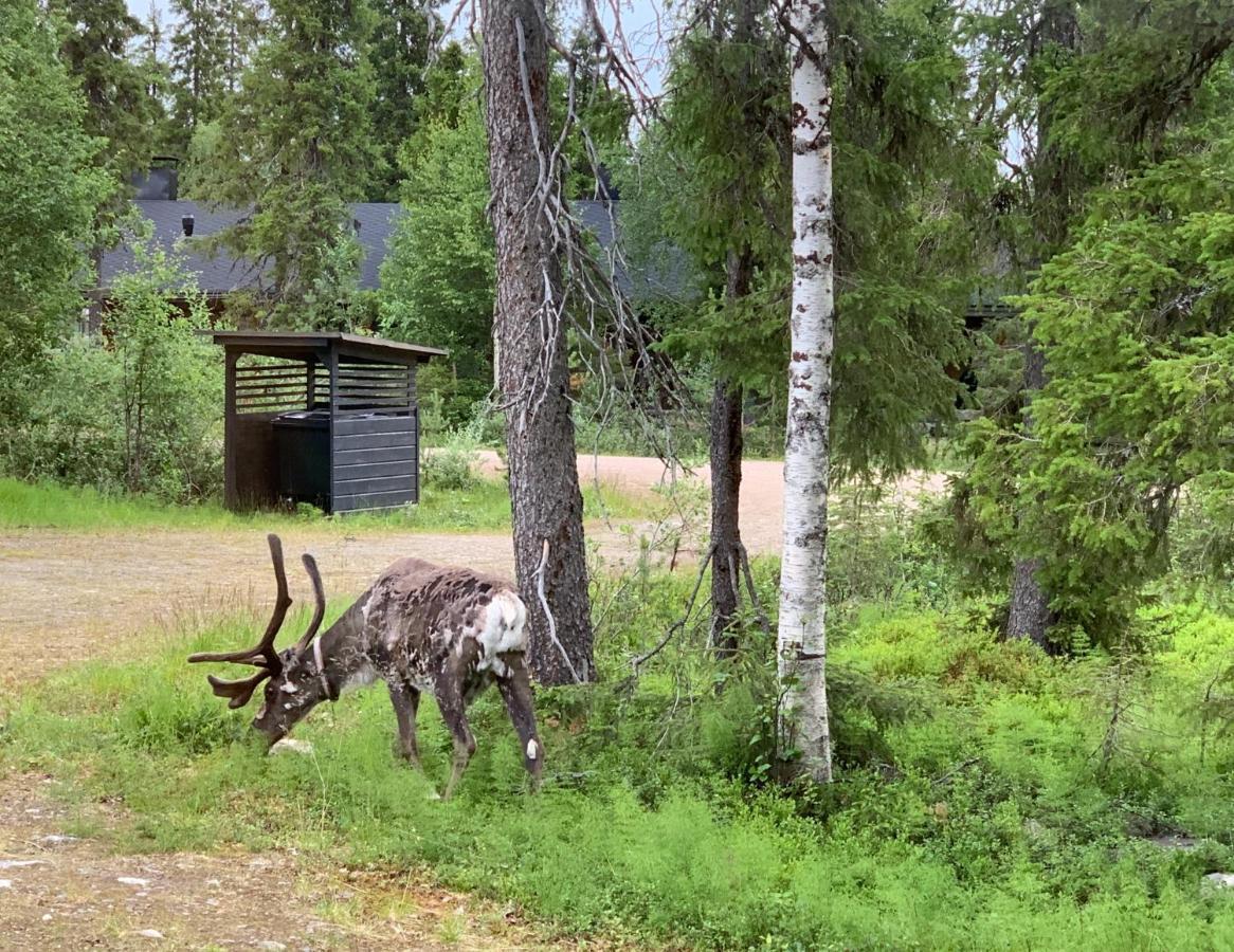 Logwood Chalet Luosto Dış mekan fotoğraf